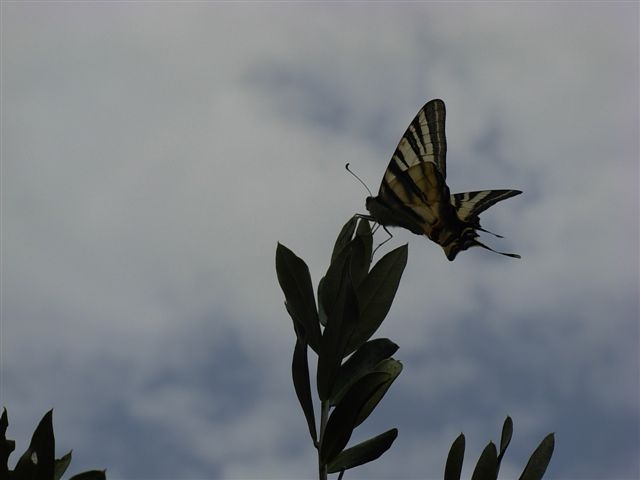 iphiclides podalirius